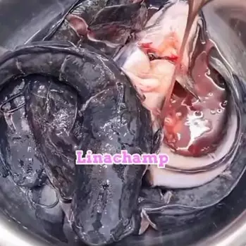 Tak perlu kapur sirih atau air jeruk nipis, ini trik bersihkan lendir ikan lele pakai 1 bahan dapur