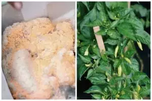 Tanpa micin atau telur, ini trik merawat tanaman cabai agar subur & cepat berbuah pakai 1 ampas dapur