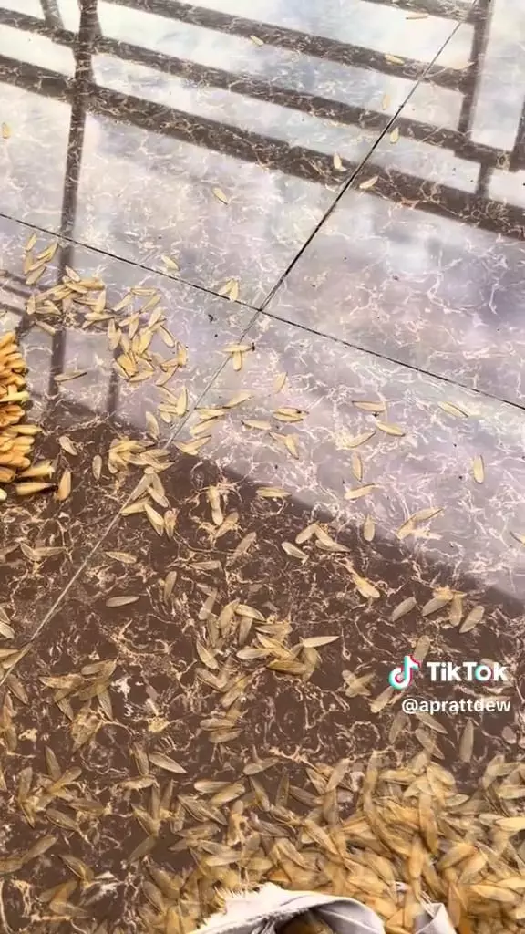 Laron penuh lantai berasa karpet © TikTok