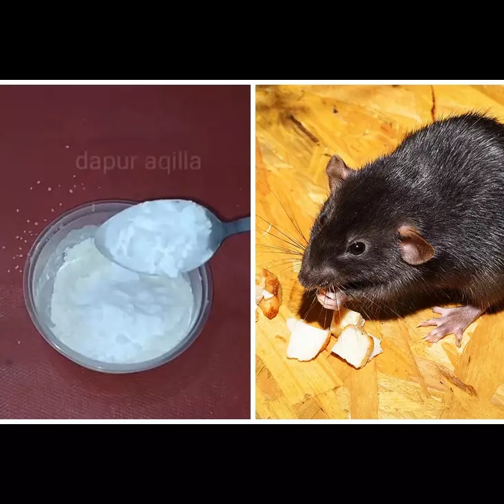 Cuma pakai 3 bahan dapur, begini cara mudah bikin racun tikus yang alami dan ampuh