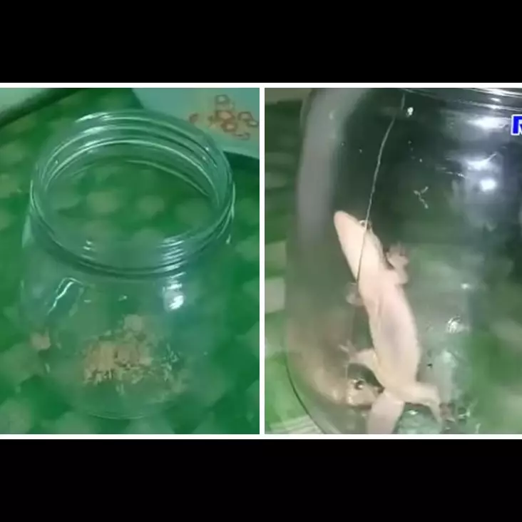 Bukan diberi umpan kopi, ini cara simpel bikin perangkap cicak cuma modal 1 bahan