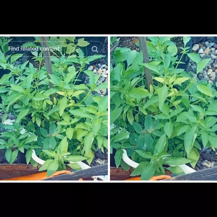 Tanpa ditaburi garam atau micin, ini trik merawat tanaman kemangi agar subur lebat modal Rp0