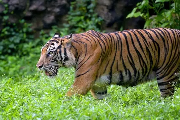 Contoh teks deskripsi hewan dalam bahasa Inggris freepik.com Contoh teks deskripsi hewan dalam bahasa Inggris freepik.com