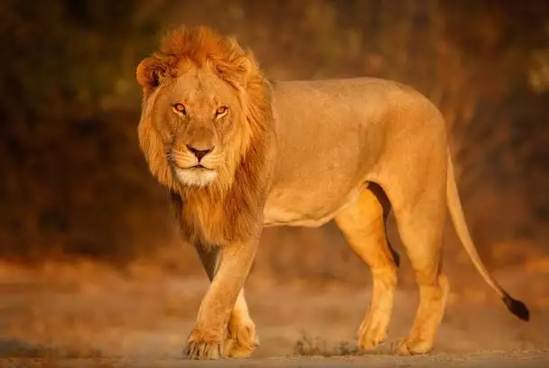 Contoh teks deskripsi hewan dalam bahasa Inggris freepik.com Contoh teks deskripsi hewan dalam bahasa Inggris freepik.com