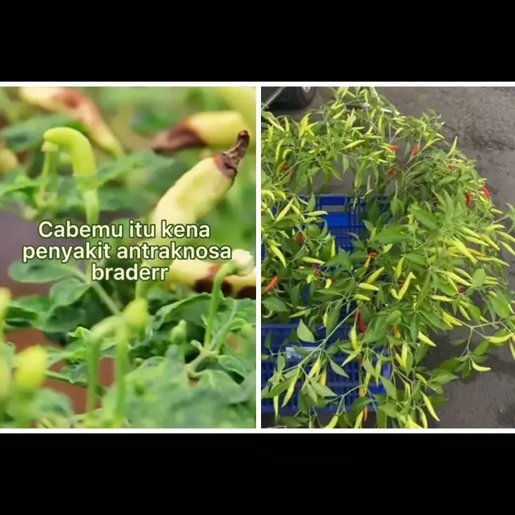 Cuma pakai 1 bahan dapur, begini cara mencegah tanaman cabai busuk dan rontok saat musim hujan
