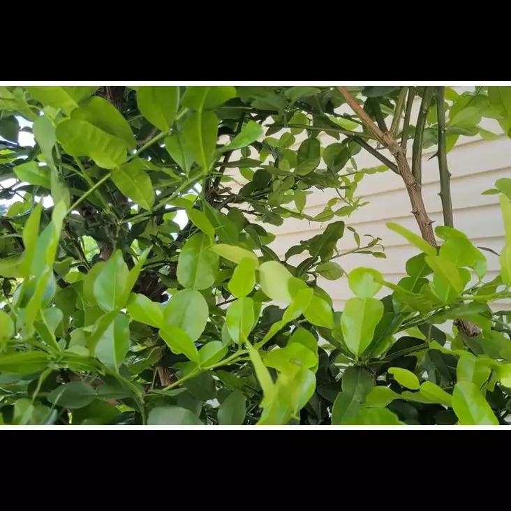 Modal Rp0, ini trik merawat pohon jeruk purut agar daunnya lebar, rimbun, dan berwarna hijau