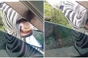 Momen kocak zebra hampir masuk mobil keluarga saat main di kebun binatang ini endingnya bikin meringis