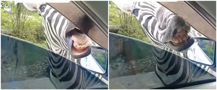 Momen kocak zebra hampir masuk mobil keluarga saat main di kebun binatang ini endingnya bikin meringis