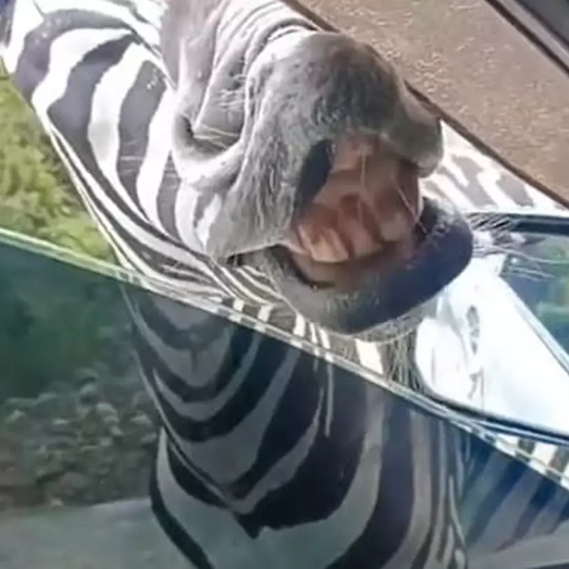 Momen kocak zebra hampir masuk mobil keluarga saat main di kebun binatang ini endingnya bikin meringis