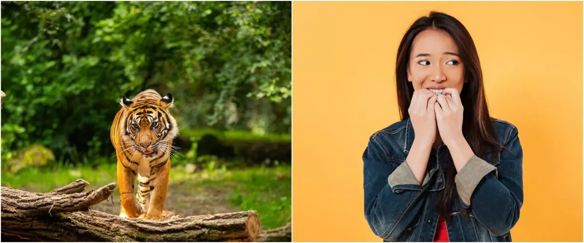 11 Arti mimpi harimau yang penuh makna, bikin merinding