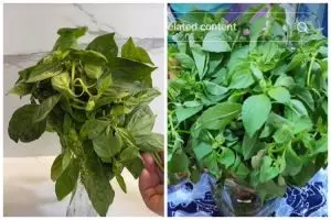 Tak perlu dimasukkan kulkas, ini trik menyimpan kemangi agar tetap segar hingga 1 minggu pakai 1 alat