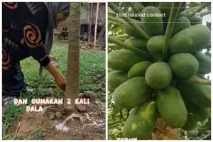 Modal Rp5.000-an, ini trik merawat pohon pepaya agar subur dan cepat berbuah pakai 1 bumbu dapur