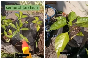 Ampuh dan alami, ini trik atasi daun keriting pada tanaman cabai pakai pestisida dari 2 bahan dapur