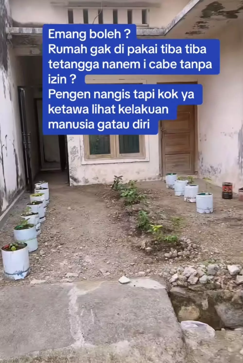 rumah ditanam cabai berbagai sumber rumah ditanam cabai berbagai sumber