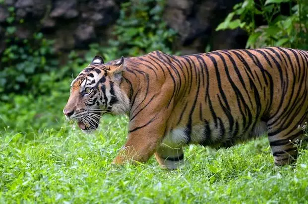 Arti mimpi dikejar harimau freepik.com