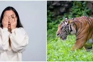 15 Arti mimpi dikejar harimau menurut Islam dan psikologi, pertanda banyak hal terjadi dalam hidup