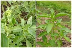 Tanpa garam, ini cara atasi hama penyebab keriting daun tanaman kemangi cukup dengan 3 bahan sederhana