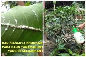 Tanpa garam, ini trik bikin cairan pembasmi hama pohon mangga dari 1 bahan bermodalkan Rp3.000