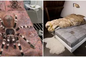 11 Potret kocak desain nyeleneh sprei ini bikin salah paham, yang bikin kelewat kreatif