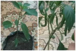 Tanpa micin atau garam, ini trik merawat tanaman cabai agar berbuah lebat cuma pakai 1 bahan minuman