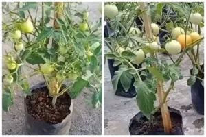 Tanpa bumbu dapur, begini trik merawat tanaman tomat agar tumbuh subur dan berbuah lebat