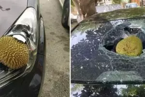 Hari sial nggak ada di kalender, 11 potret kocak mobil ketiban benda ini bikin ngelus dada