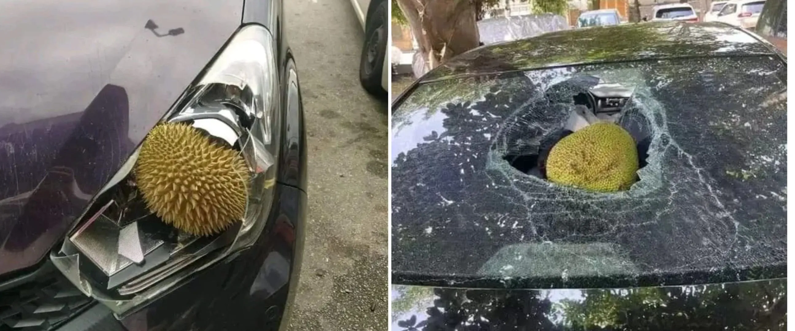 Hari sial nggak ada di kalender, 11 potret kocak mobil ketiban benda ini bikin ngelus dada