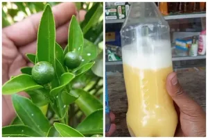 Tanpa air cucian beras, ini trik melebatkan buah pada pohon jeruk cukup pakai 2 jenis minuman