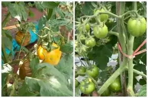 Tanpa disemprot cairan khusus, ini trik basmi hama lalat pada tanaman tomat pakai 1 bahan sederhana