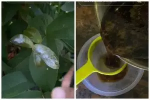 Tanpa micin atau bawang, ini trik membasmi hama pada tanaman jambu cukup pakai 1 bahan sederhana