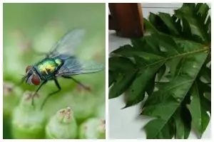 Tak perlu bikin perangkap, ini cara mudah mengusir lalat secara alami pakai 1 bahan masakan