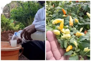 Tak perlu bikin perangkap, ini trik mencegah lalat buah datang di tanaman cabai pakai 1 bahan dapur