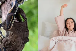 9 Arti mimpi ular besar yang menggambarkan nasib baik, bisa dijadikan gambaran masa depan