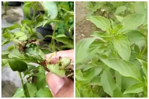 Tanpa bawang putih, ini trik merawat tanaman kemangi agar daunnya tak menguning dan berbintik hitam