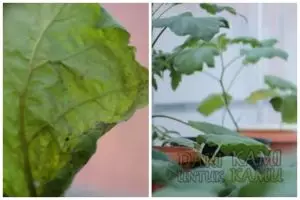 Tanpa sabun cuci piring, ini trik mengusir kutu daun di tanaman terong cuma pakai 1 bumbu dapur