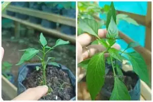 Modal Rp0, ini trik mengatasi tanaman cabai yang kerdil agar tumbuh besar dan subur