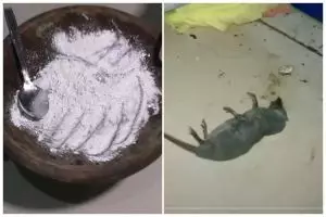 Nggak perlu bikin perangkap, ini cara membasmi tikus di dapur cuma pakai tambahan 1 bahan makanan
