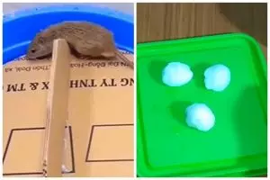 Modal Rp2.000, ini cara sederhana mengusir tikus di rumah pakai 1 bahan dapur