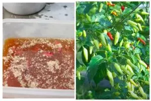 Bukan micin, ini trik merawat tanaman cabai agar semakin subur dan berbuah lebat pakai 2 bahan dapur