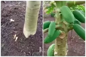 Cuma modal 1 bumbu dapur, begini cara merawat pohon pepaya agar bunga tak rontok dan berbuah lebat