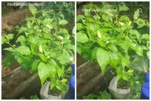 Tanpa larutan garam atau bawang, ini cara membasmi hama jamur pada tanaman cabai pakai 1 bahan dapur