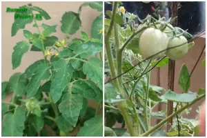 Tanpa sabun atau minyak goreng, begini cara mengusir kutu putih di tanaman tomat pakai 1 rempah dapur