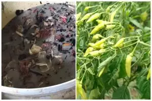 Tanpa cairan kimia, cara merawat tanaman cabai agar tak layu di musim hujan cukup tambah 1 ampas dapur