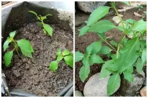 Modal Rp0, ini trik merawat tanaman kemangi agar semakin subur, rimbun, dan lebat