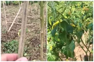 Cuma modal Rp2.000, ini cara membasmi hama di tanaman cabai cuma mengandalkan 1 bahan dapur