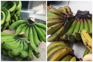 Bukan pakai garam atau karbit, ini cara cepat mematangkan buah pisang mengandalkan 1 bahan minuman