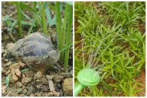 Tanpa micin, ini trik membasmi hama pacet dan siput pada tanaman kangkung cukup pakai 2 bahan dapur