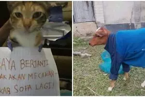 11 Potret kocak ulah iseng warga pada hewan peliharaan ini bikin geleng kepala, jadi objek kegabutan