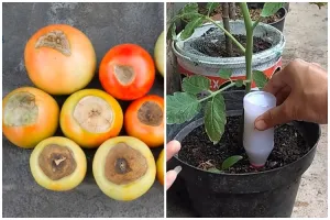 Trik ampuh mengatasi busuk buah pada tanaman tomat cukup pakai 1 jenis minuman