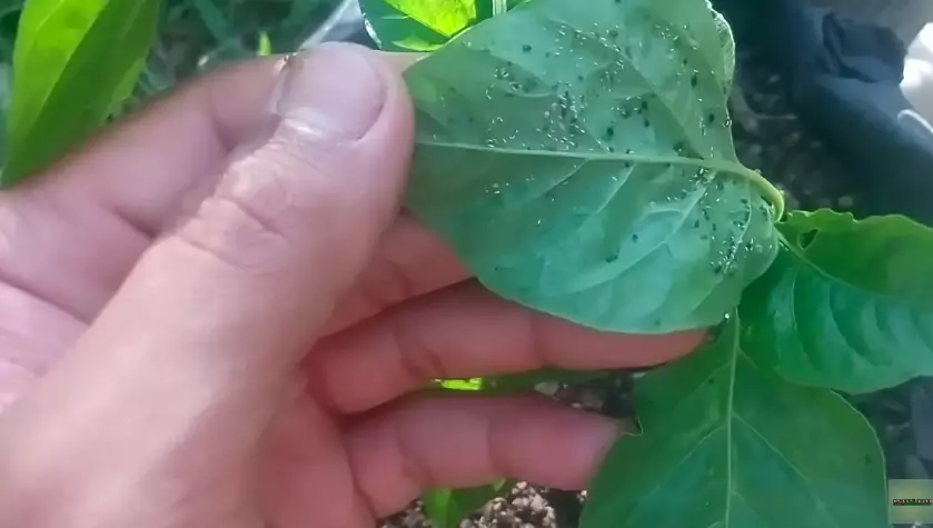 hama daun tanaman cabai jahe © 2024 brilio.net hama daun tanaman cabai jahe © 2024 brilio.net